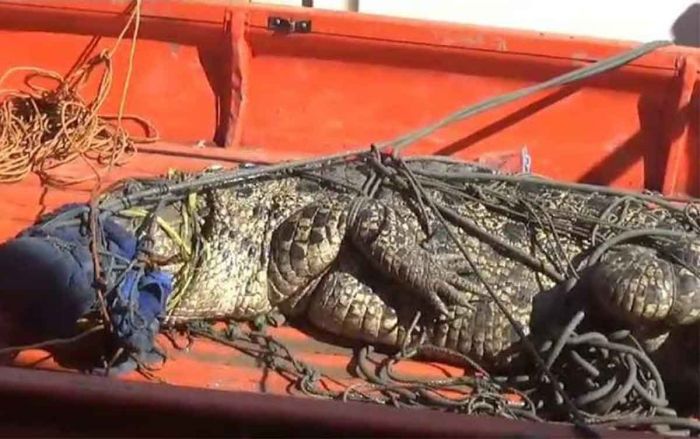 Buaya Muara 3 Meter Nyangkut ke Jaring Nelayan di Bangkalan