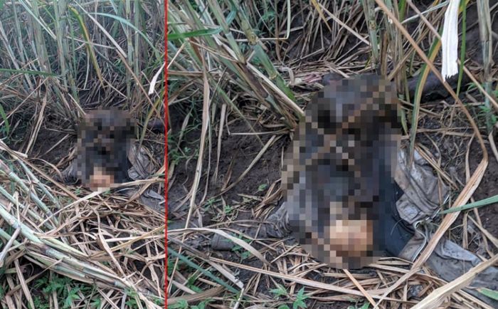 Kerangka Manusia di Tengah Lahan Tebu Gegerkan Warga Desa Patemon Jember Kerangka Manusia di Tengah Lahan Tebu Gegerkan Warga Desa Patemon Jember
