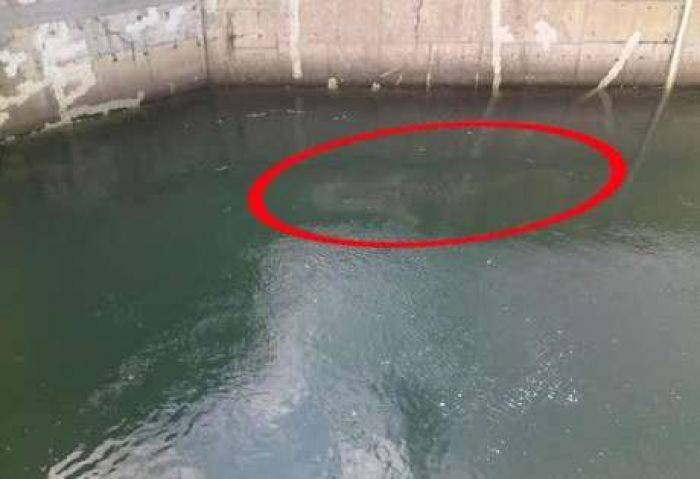 Hiu Seberat 6 Ton Masuk Kanal PLTU Paiton Probolinggo Sulit Dievakuasi Hiu Seberat 6 Ton Masuk Kanal PLTU Paiton Probolinggo Sulit Dievakuasi