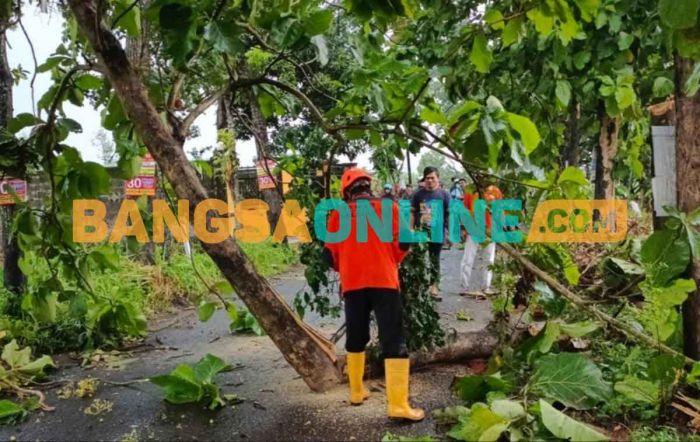 Antisipasi Pohon Tumbang, BPBD Jember Terjunkan Tim Pemangkas Antisipasi Pohon Tumbang, BPBD Jember Terjunkan Tim Pemangkas