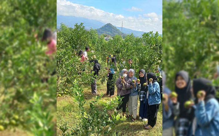 Makan dan Masuk Gratis, Wisata Petik Jeruk di Kota Batu Diminati Kaum Milenial