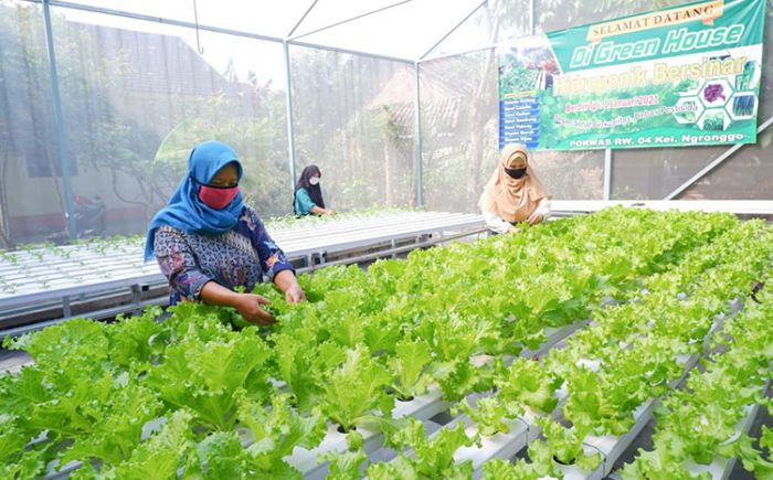 Musim Kemarau, Petani Hidroponik di Kota Kediri Waspada Hama Penggorok dan Kutu Daun