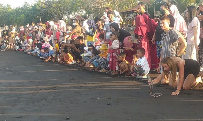 ​BSTF Lepas Liarkan Tukik di Pulau Santen, Bule Belanda Ikut Senang