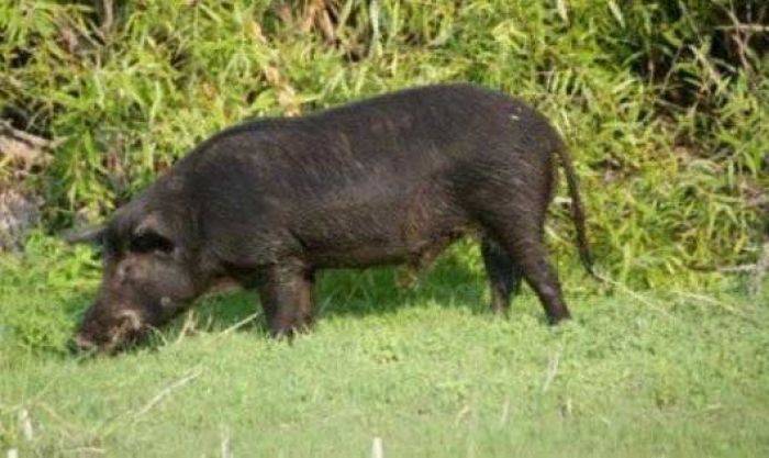 Warga Cilongok dan Krajan Diresahkan Ulah Babi Hutan Warga Cilongok dan Krajan Diresahkan Ulah Babi Hutan