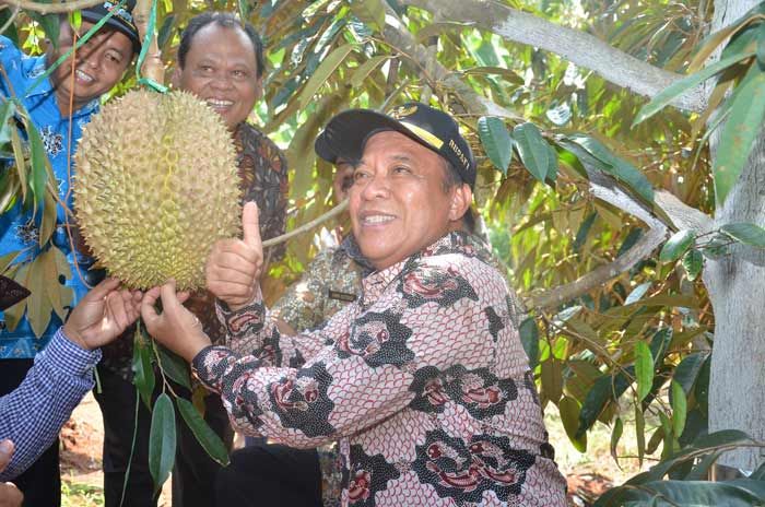 Bupati Fadeli Lirik Kampung Durian di Desa Sugihan untuk Dijadikan Agrowisata