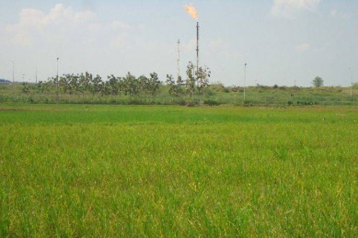 Efek Hawa Panas di Proyek Migas Blok Cepu Bojonegoro, Tanaman Padi Petani Mati Efek Hawa Panas di Proyek Migas Blok Cepu Bojonegoro, Tanaman Padi Petani Mati