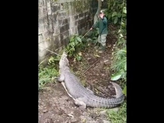 Buaya Ukuran 3 Meter lebih Milik Warga Tretes Dievakuasi ke Taman Safari Prigen Pasuruan