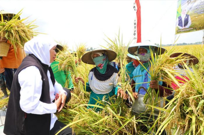 NTP Jatim Alami Kenaikan, Gubernur Khofifah: PR Berikutnya Jaga Stabilitas Harga Jelang Lebaran NTP Jatim Alami Kenaikan, Gubernur Khofifah: PR Berikutnya Jaga Stabilitas Harga Jelang Lebaran