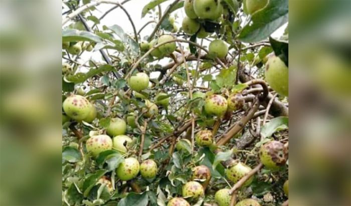 Harga Buah Apel Anjlok Karena Diserang Cacar Buah, Petani Merugi