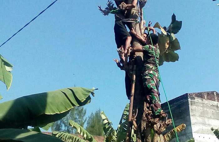 Dramatis, Babinsa Selamatkan Warga Jatuh dan Tersangkut di Pohon Dramatis, Babinsa Selamatkan Warga Jatuh dan Tersangkut di Pohon