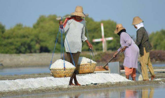 Dampak Proyek Pelabuhan, Hasil Panen Garam Warga Manyar Menurun