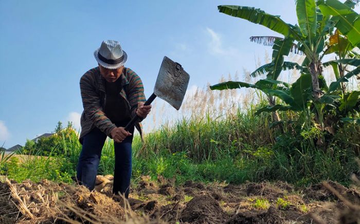 Masalah Petani di Musim Kemarau: Irigasi dan Belalang, Ini Langkah Pemkot Kediri  