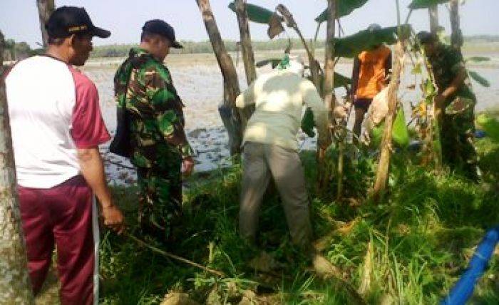 Jelang Musim Tanam Padi, Warga Bojonegoro Dibantu TNI Lakukan Gropyok Tikus Jelang Musim Tanam Padi, Warga Bojonegoro Dibantu TNI Lakukan Gropyok Tikus