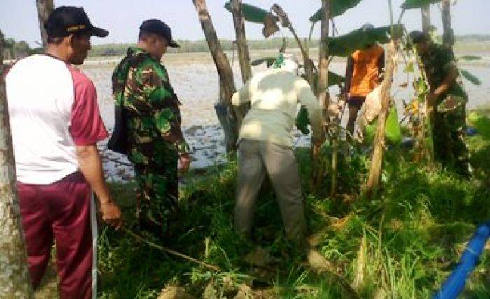 Jelang Musim Tanam Padi, Warga Bojonegoro Dibantu TNI Lakukan Gropyok Tikus