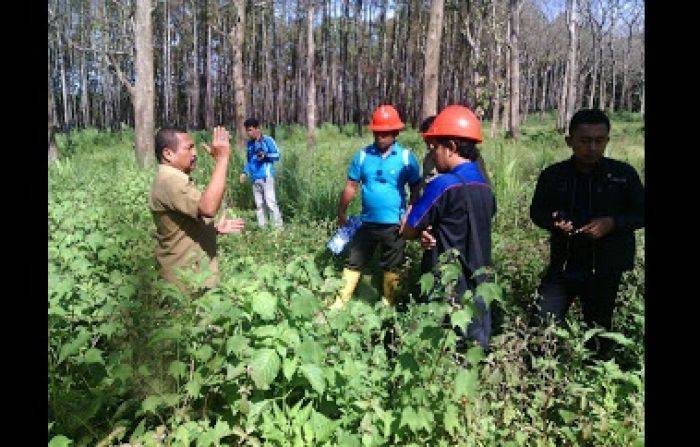 Ratusan Hektare Lahan Perhutani Bondowoso Direboisasi Ratusan Hektare Lahan Perhutani Bondowoso Direboisasi