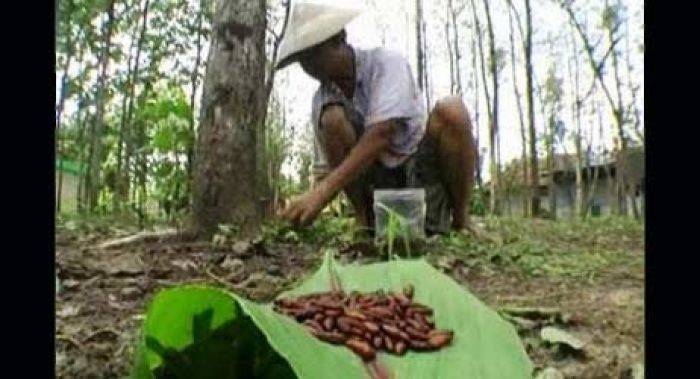 Musim Hujan, Ulat Jati Serang Warga Lamongan Musim Hujan, Ulat Jati Serang Warga Lamongan