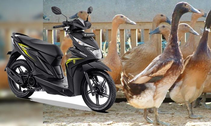 Ditinggal Kejar Bebek, Motor Honda Beat Milik Warga Merakurak Digondol Pencuri Ditinggal Kejar Bebek, Motor Honda Beat Milik Warga Merakurak Digondol Pencuri