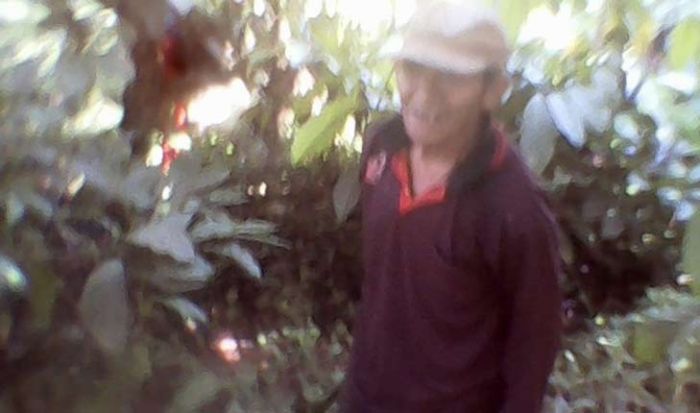 Puluhan Hektare Lahan Ketajek Dijarah, PDP Jember Tutup Mata Puluhan Hektare Lahan Ketajek Dijarah, PDP Jember Tutup Mata