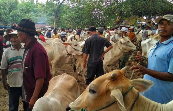 Harga Hewan Ternak di Tuban Terus Menurun, Pembeli Juga Sepi Harga Hewan Ternak di Tuban Terus Menurun, Pembeli Juga Sepi