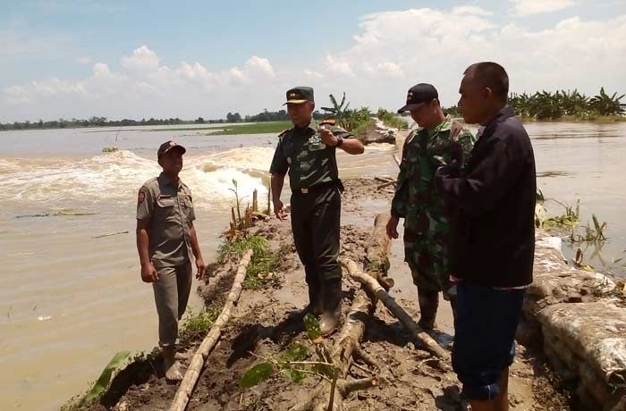 Tanggul Kali di Baureno Bojonegoro Jebol, Ribuan Hektar Tanaman Padi Terendam Tanggul Kali di Baureno Bojonegoro Jebol, Ribuan Hektar Tanaman Padi Terendam