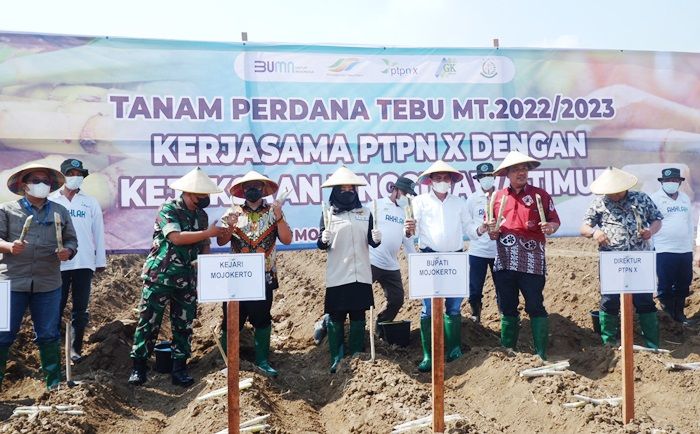 Potensi Lahan Tebu di Mojokerto Capai 11.140 Hektare, Diharap Bisa Produksi Gula 45.055 Ton Lebih Potensi Lahan Tebu di Mojokerto Capai 11.140 Hektare, Diharap Bisa Produksi Gula 45.055 Ton Lebih