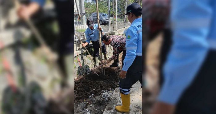 DLH Kota Malang Tanam 250 Pohon Tabebuya di Jalan Suhat