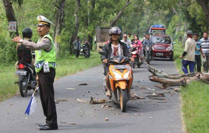 Rawan Roboh, DPU Tuban Tebangi Pohon Tua Rawan Roboh, DPU Tuban Tebangi Pohon Tua