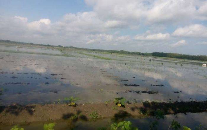 Tiga Hari Diguyur Hujan, Tembakau Petani Bojonegoro Tenggelam Tiga Hari Diguyur Hujan, Tembakau Petani Bojonegoro Tenggelam