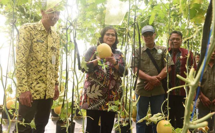 Pj Wali Kota Kediri Petik Melon di P4S Langgeng Mazaya Pj Wali Kota Kediri Petik Melon di P4S Langgeng Mazaya