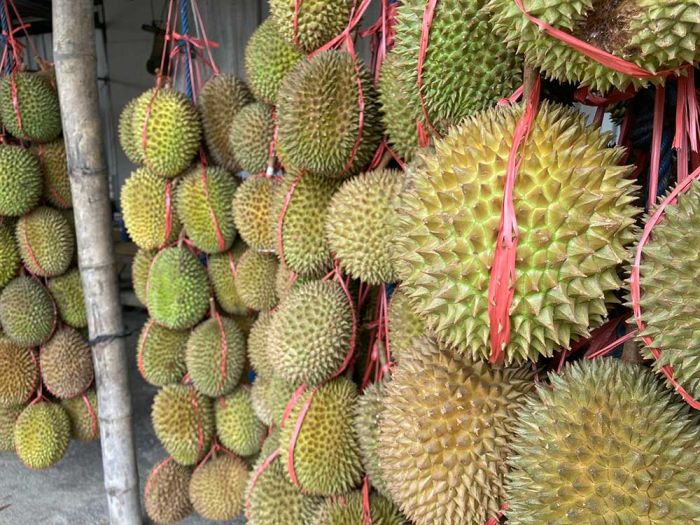 Ampuh Cegah Kanker Payudara, Ini Sederet Manfaat Konsumsi Durian Bagi Tubuh Ampuh Cegah Kanker Payudara, Ini Sederet Manfaat Konsumsi Durian Bagi Tubuh