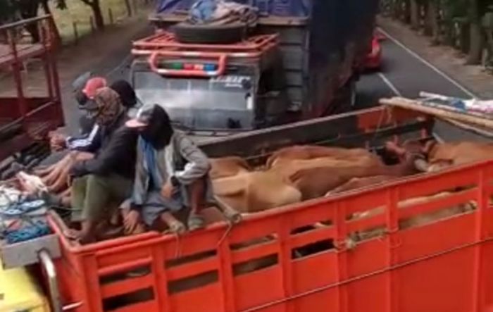 Sopir Truk Muat Sapi di Tuban Blokir Jalur Pantura Karena Ditilang, Begini Penjelasan Kasatlantas