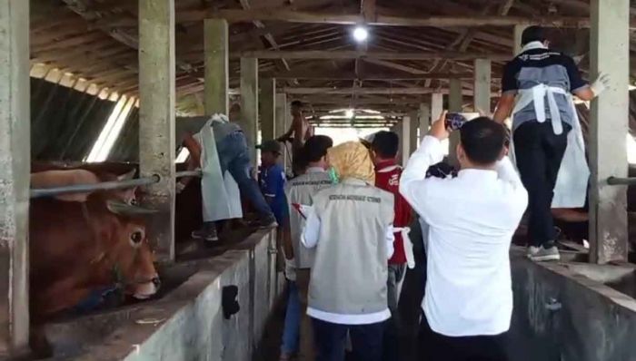 Jelang Idul Adha 1446 H, Nusantara Farm Pamekasan Jamin Hewan Kurban Berkualitas Jelang Idul Adha 1446 H, Nusantara Farm Pamekasan Jamin Hewan Kurban Berkualitas