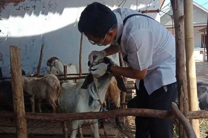Disnakkan Bojonegoro Pantau Kesehatan Hewan Kurban Disnakkan Bojonegoro Pantau Kesehatan Hewan Kurban