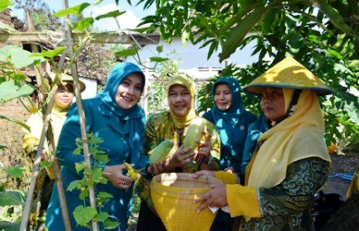 Tim Penggerak PKK Dorong Warga Manfaatkan Pekarangan Tim Penggerak PKK Dorong Warga Manfaatkan Pekarangan