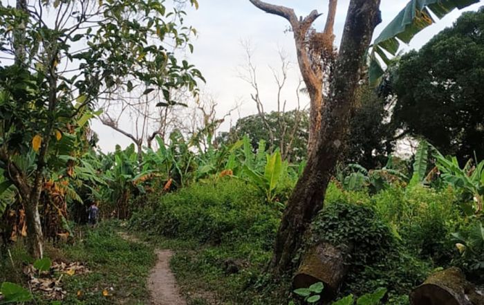 Masif Penebangan Liar, ​Hutan Lereng Kelud Terancam Gundul, Satwa Liar Terancam