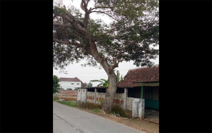 Pohon Tua di Jalan Senori - Bangilan Ancam Timpa Rumah Warga