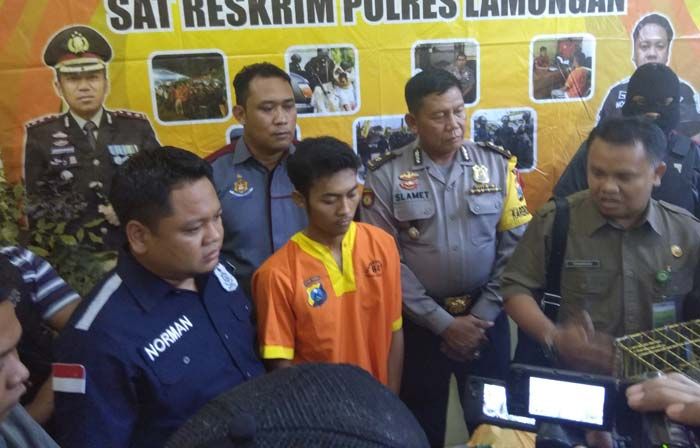 Jual Beli Burung Nuri dan Perkici, Warga Bojonegoro Ditangkap Polisi Lamongan Jual Beli Burung Nuri dan Perkici, Warga Bojonegoro Ditangkap Polisi Lamongan