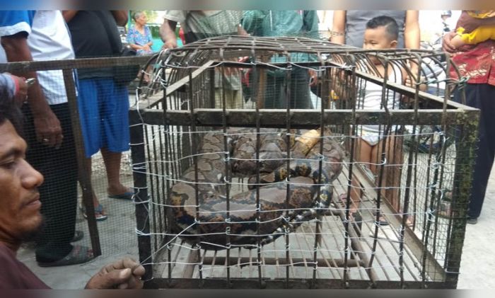 Masuk ke Permukiman, Ular Piton Sepanjang 4,5 Meter Gemparkan Warga Tumenggungan Lamongan Masuk ke Permukiman, Ular Piton Sepanjang 4,5 Meter Gemparkan Warga Tumenggungan Lamongan
