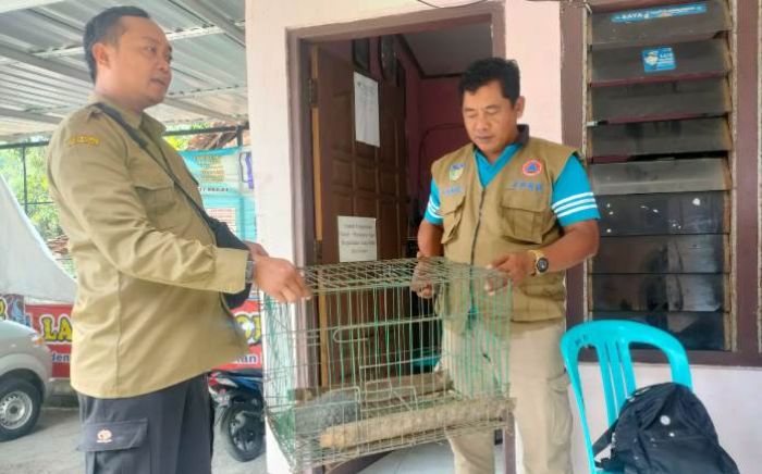 BKSDA Jatim Lepas Liarkan Trenggiling Temuan Warga di Alas Simpenan BKSDA Jatim Lepas Liarkan Trenggiling Temuan Warga di Alas Simpenan