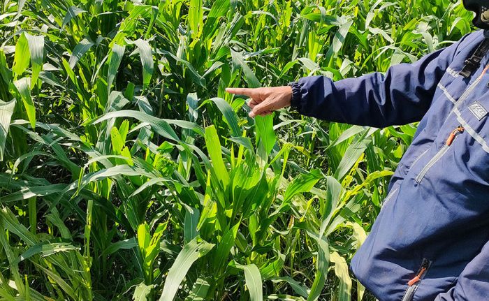 Serangan Ulat Grayak di Kediri Kian Meluas, Insektisidad Tak Mempan, Petani Pasrah Serangan Ulat Grayak di Kediri Kian Meluas, Insektisidad Tak Mempan, Petani Pasrah