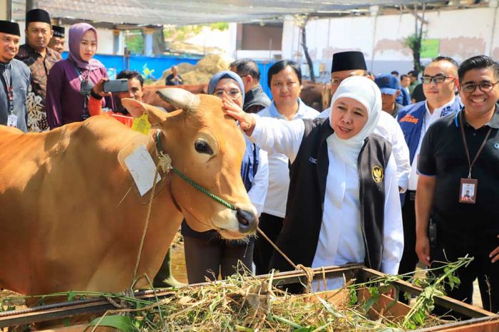 PMK di Jatim Tertangani Dengan Baik, Khofifah Optimis Stok Hewan Ternak Aman Jelang Ramadhan PMK di Jatim Tertangani Dengan Baik, Khofifah Optimis Stok Hewan Ternak Aman Jelang Ramadhan