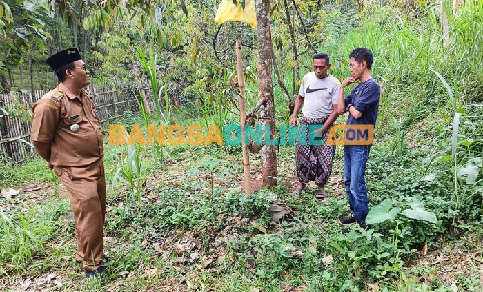 Camat Pasrepan Tinjau Kebun Durian Montong dan Musang King Milik di Desa Tempuran Camat Pasrepan Tinjau Kebun Durian Montong dan Musang King Milik di Desa Tempuran