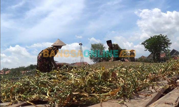 Harga Tembakau Rajangan Turun, Petani di Sampang Pertanyakan BLT DBHCHT yang Tak Kunjung Terealisasi Harga Tembakau Rajangan Turun, Petani di Sampang Pertanyakan BLT DBHCHT yang Tak Kunjung Terealisasi