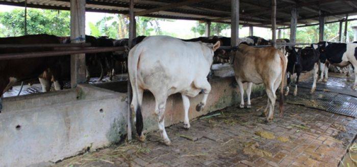 Kadin DP3 Blusukan Kroscek Dugaan Penyimpangan Bansos Sapi di Sidoarjo