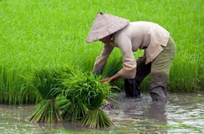 Kesadaran Petani Kabupaten Blitar Ikut Asuransi Tani Masih Rendah 