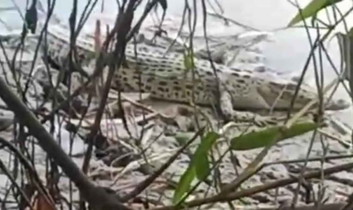 Buaya Berukuran Besar Gegerkan Warga Padangan Bojonegoro, BKSDA Turun Tangan Buaya Berukuran Besar Gegerkan Warga Padangan Bojonegoro, BKSDA Turun Tangan