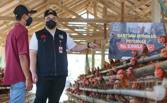 Jawab Keresahan Peternak di Masa Pandemi, Pemkab Kediri Berikan Stimulus Jawab Keresahan Peternak di Masa Pandemi, Pemkab Kediri Berikan Stimulus