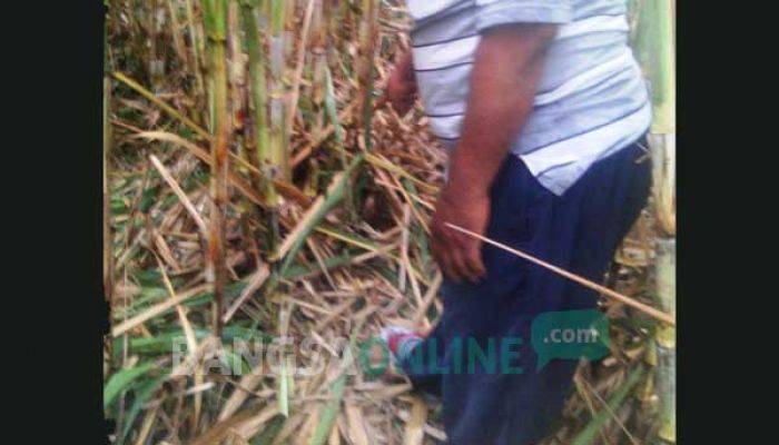 Janin Dibuang di Kebun Tebu PTPN XII Ngrangkah Sepawon Kediri