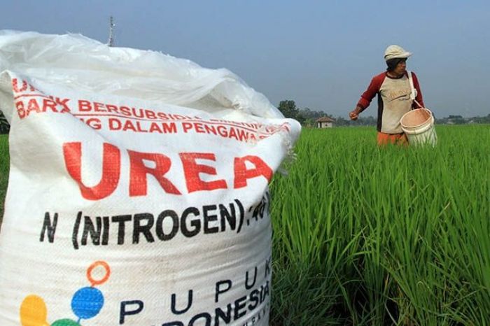 Harga Pupuk Subsidi Turun 20 Persen, Kepala DKPPP Tuban Minta Semua PPTS/Kios Patuhi HET Terbaru Harga Pupuk Subsidi Turun 20 Persen, Kepala DKPPP Tuban Minta Semua PPTS/Kios Patuhi HET Terbaru