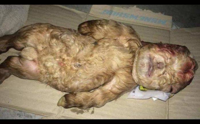 Tafsir Al-Nahl 72: Teologi Manusia Berayah Kambing Tafsir Al-Nahl 72: Teologi Manusia Berayah Kambing